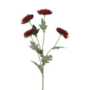 Chrysanttak – Bordeaux