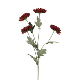 Chrysanttak – Bordeaux