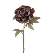 Pioenroos – Deep Mocha Grey