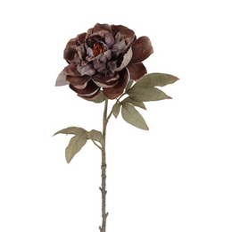 Pioenroos – Deep Mocha Grey