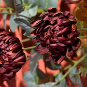 Chrysanttak – Bordeaux